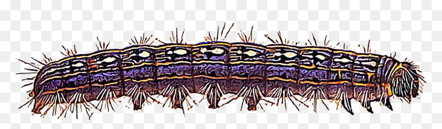 Illustration Of A Tent Caterpillar - Caterpillar, HD Png Download - caterpillar png
