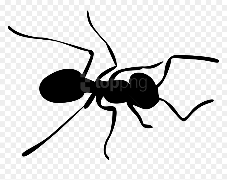 Download Ants Clipart Png Photo - Ant Clipart Png, Transparent Png - ant png