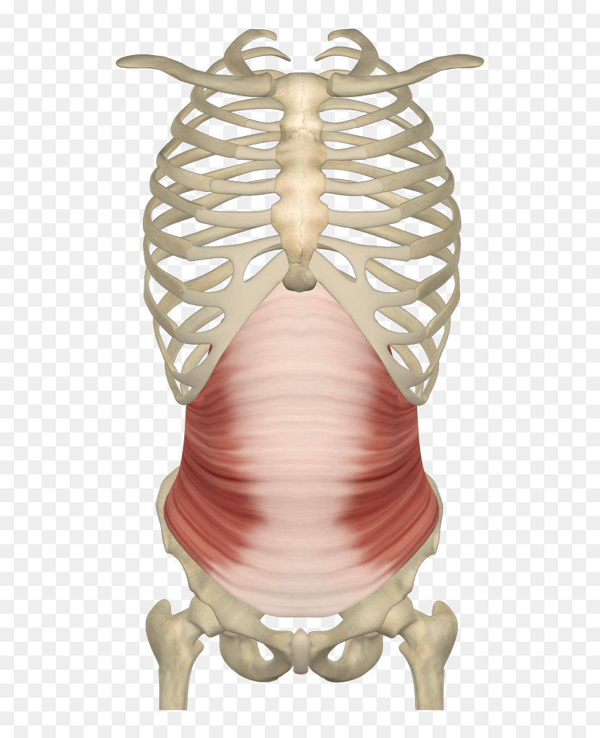 Transverse Abdominal Muscle , Png Download - Transverse Muscle Of Abdomen, Transparent Png - muscle png