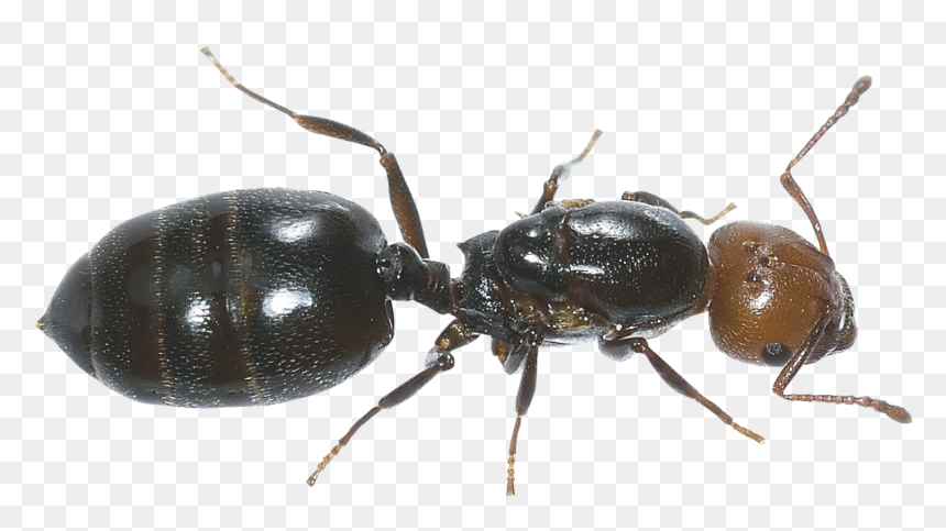 Ant Png Image - Ant Images Hd, Transparent Png - ant png