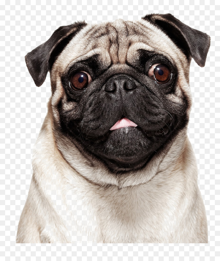Pug Png Photo - Kibbles N Bits Advertisement, Transparent Png - pug png