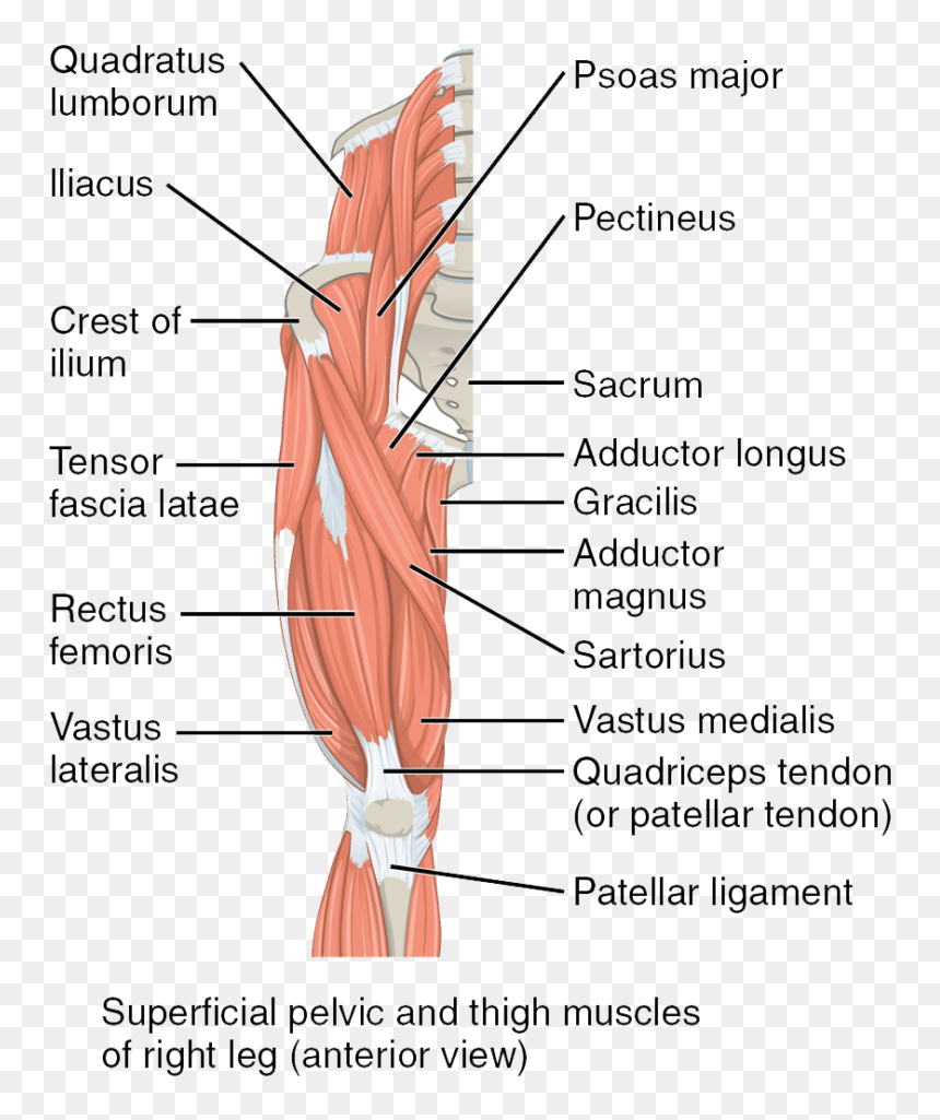 Thigh Muscles, HD Png Download - muscle png