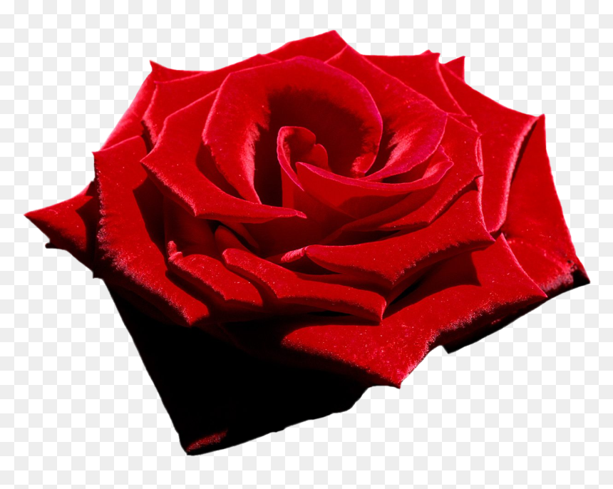 Velvet Red Rose, Png File, Attention Only The Maximum - Red Rose, Transparent Png - red roses png