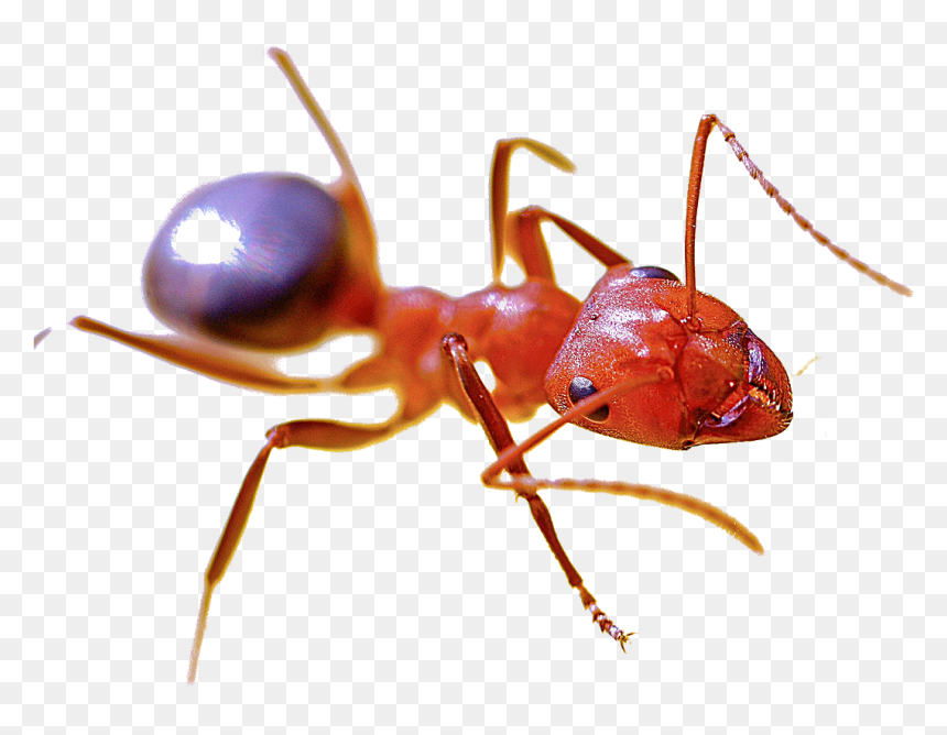 Fire Ant Png, Transparent Png - ant png