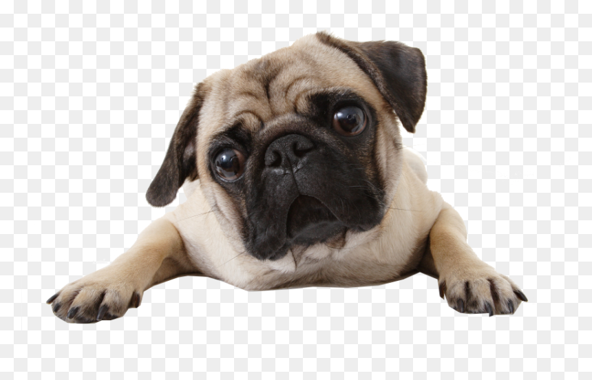 Perro, Png, And Pug Image - Raza Perro Men In Black, Transparent Png - pug png