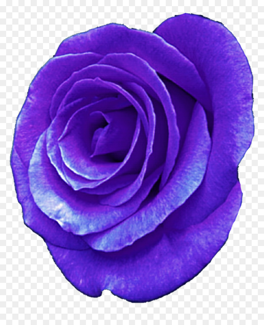Rose Illustration, HD Png Download - purple rose png