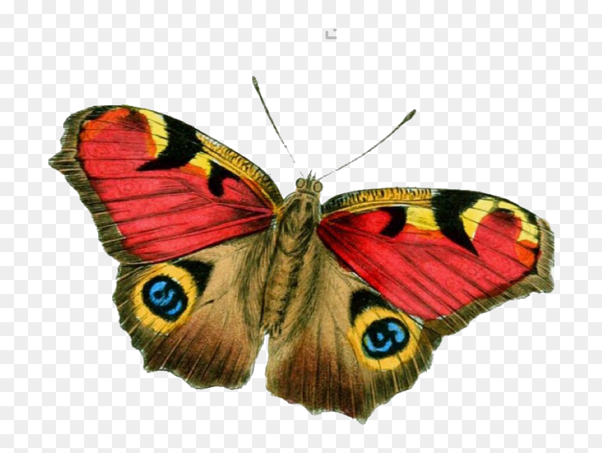 #butterfly #moth #moodboard #png #filler #moodboardfiller - Butterfly Vintage Png, Transparent Png - moth png