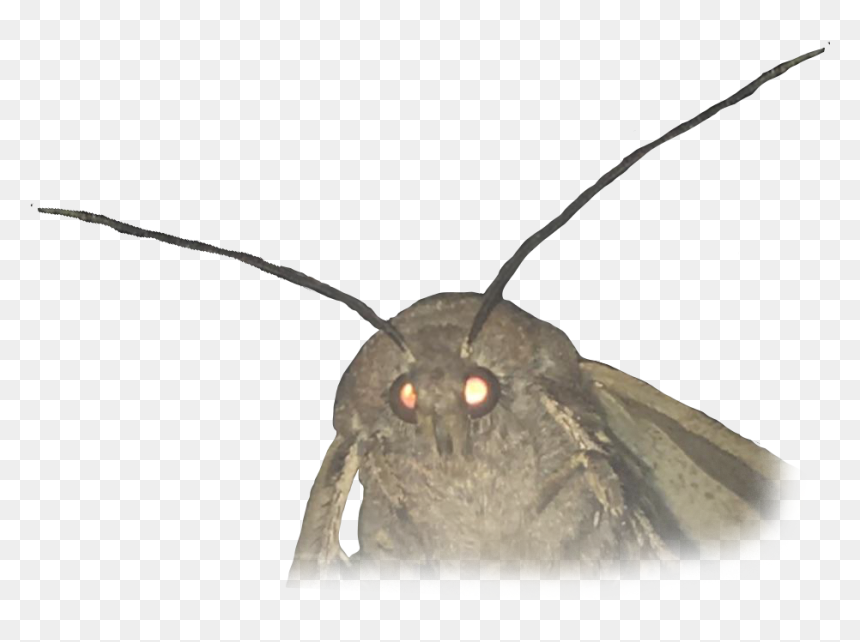 Moth Meme White Background , Png Download - Moth Meme Clear Background, Transparent Png - moth png