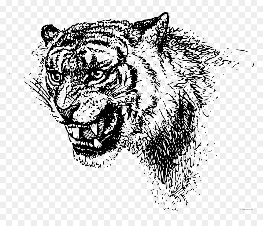 Black And White Tiger Animal Free Black White Clipart - נמר שחור לבן ציור, HD Png Download - white tiger png