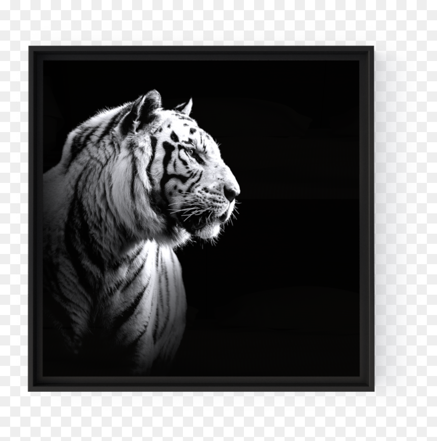 Transparent White Tiger Png - Tiger Portrait Black And White, Png Download - white tiger png