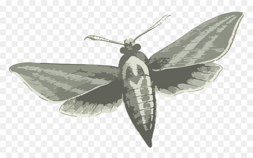 Elephant Hawk Moth Clip Arts - Elephant Hawk Moth Insects Png, Transparent Png - moth png