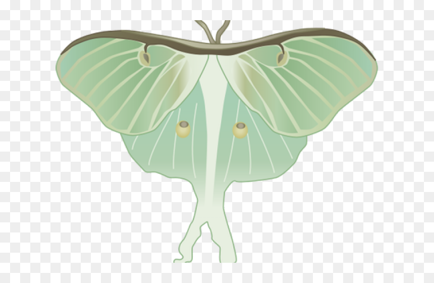 Luna Moth Clipart Transparent - Luna Moth Illustration, HD Png Download - moth png
