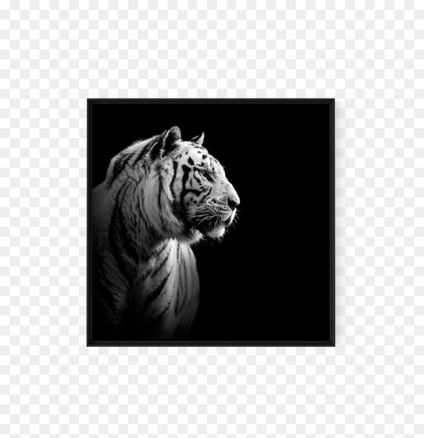 Photo The White Tiger - Tiger Portrait Black And White, HD Png Download - white tiger png