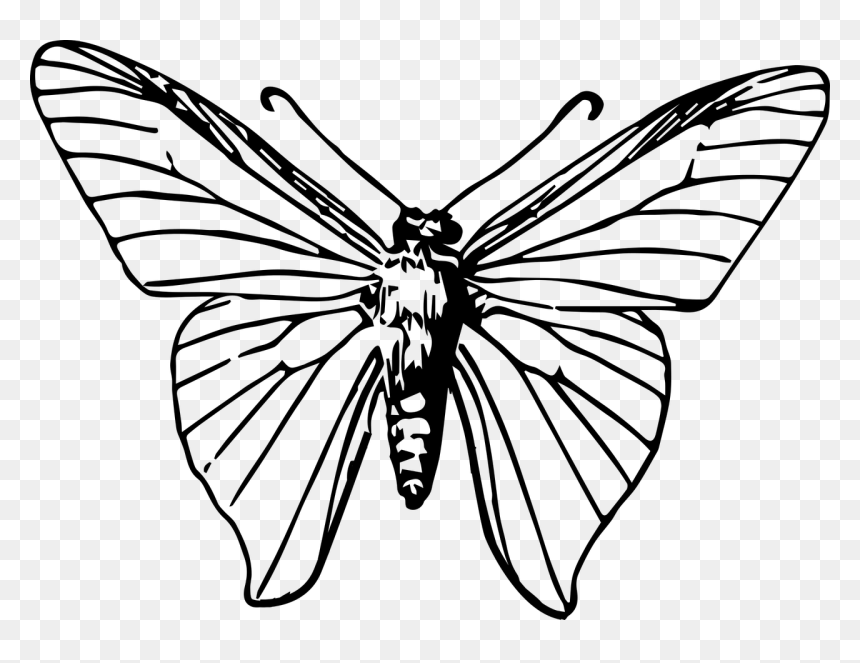 Monarch Butterfly Insect Clip - Black And White Moth Png, Transparent Png - moth png