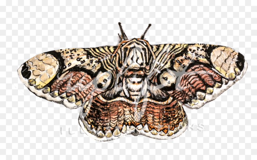 Moth - Butterfly, HD Png Download - moth png