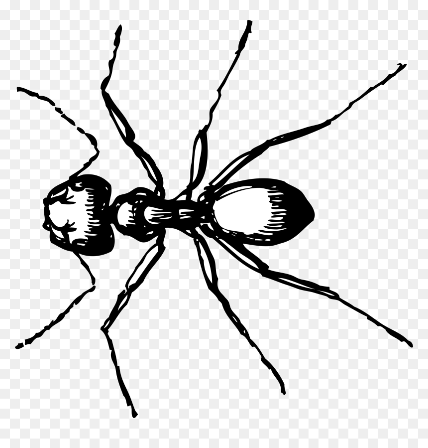 Barry R Noon - Ant Clip Art, HD Png Download - ant png