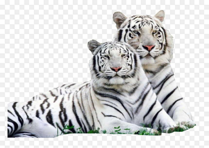 Beautiful Lion And Tiger, HD Png Download - white tiger png