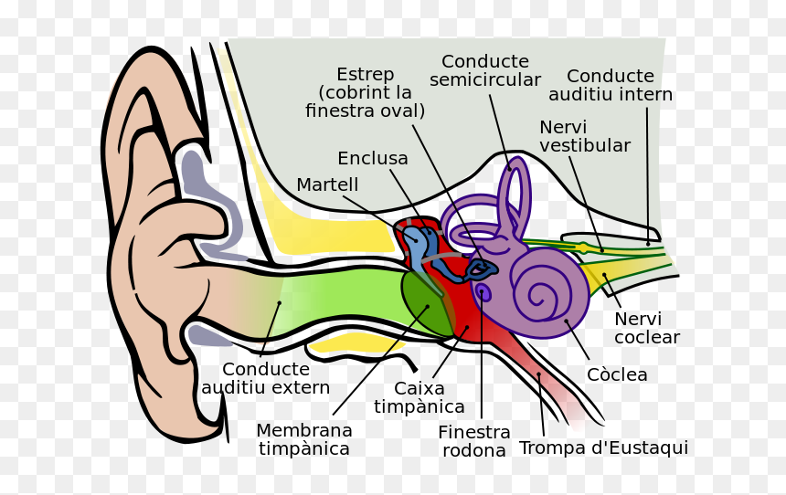 Human Ear Structure Hd, HD Png Download - cat ears png