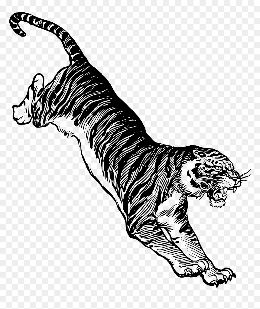 Jumping Tiger Clip Arts - Jumping Tiger Drawing, HD Png Download - white tiger png