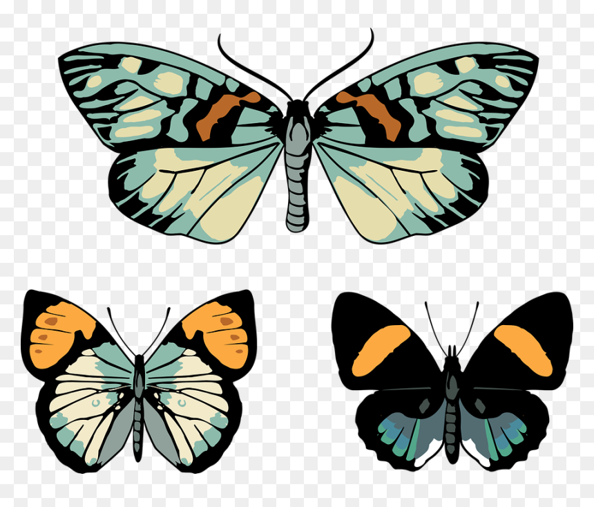 Papilio, HD Png Download - moth png