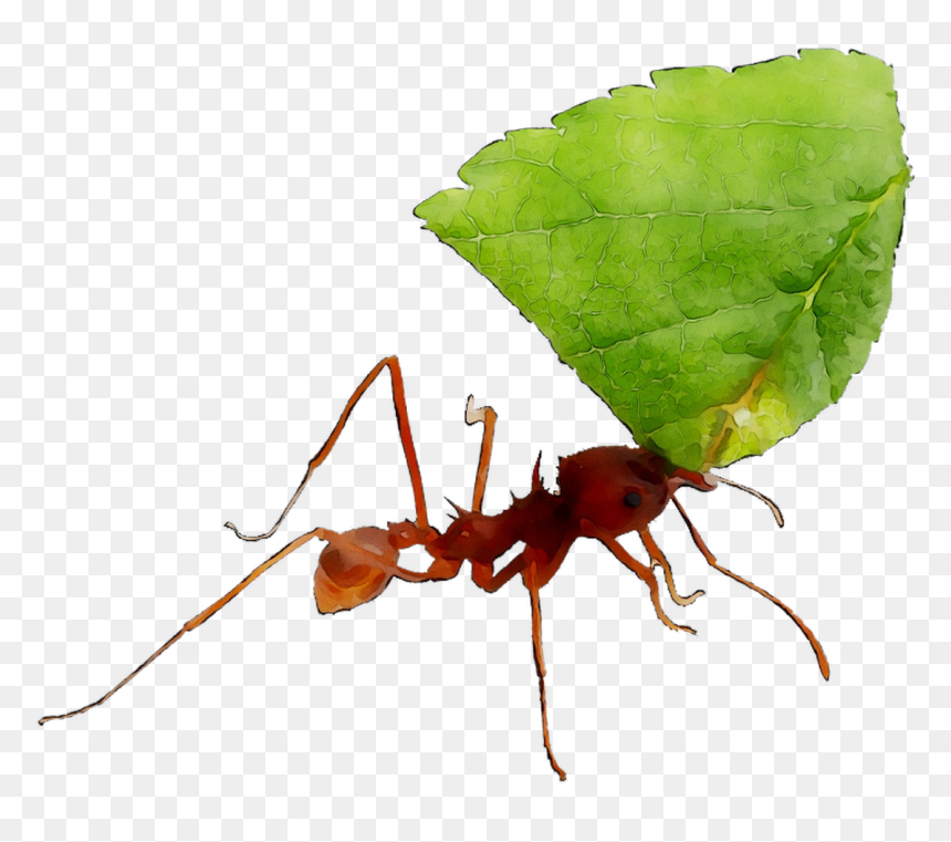 Specia Latin Financial Gourmet Internacionales De Standards - Portable Network Graphics, HD Png Download - ant png