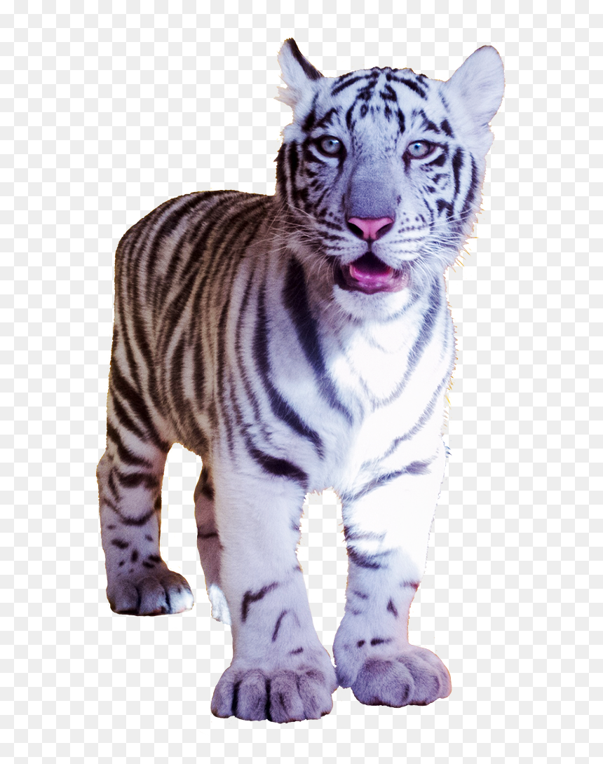 White Tiger Pub Cut-out - White Tiger, HD Png Download - white tiger png