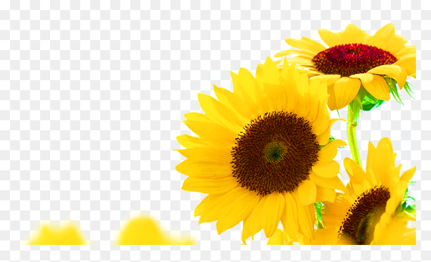 Common Sunflower Jerusalem Artichoke Sunflower Seed - Corner Transparent Sunflower Border, HD Png Download - sunflowers png