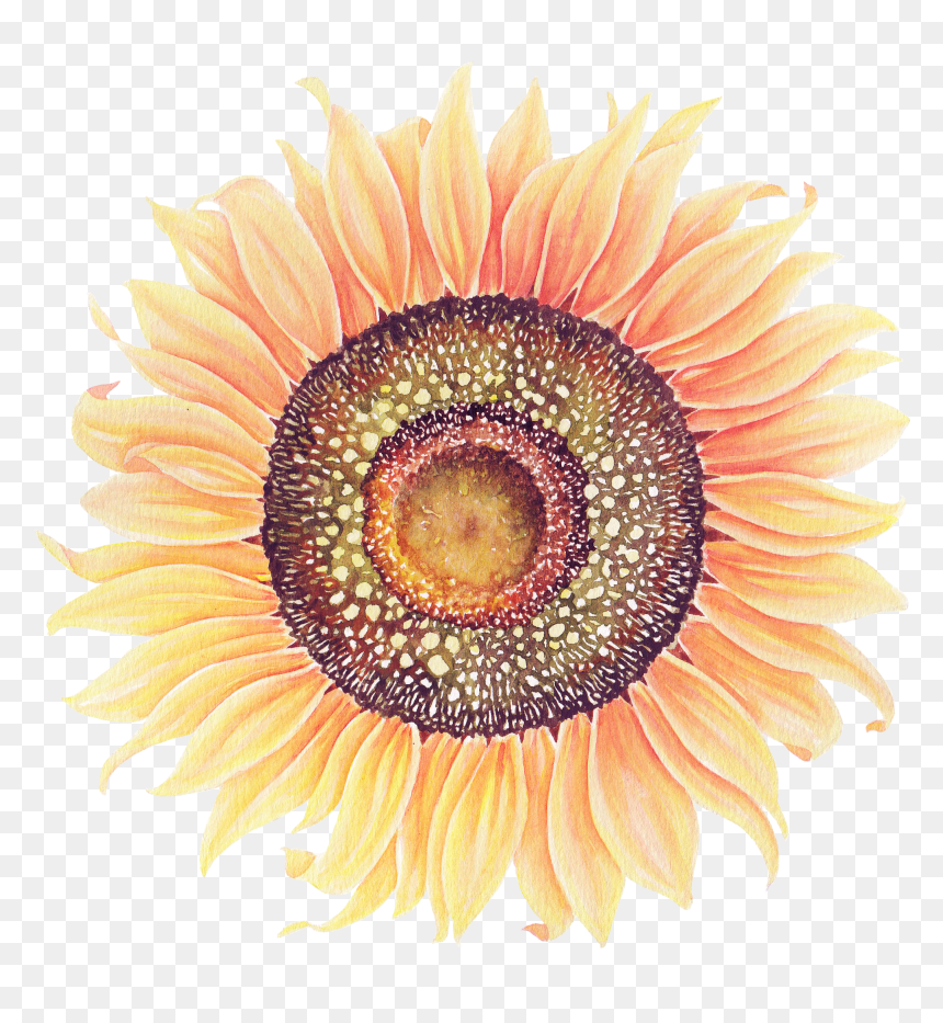 Sunflowers Png Watercolor - Watercolor Painting, Transparent Png - sunflowers png
