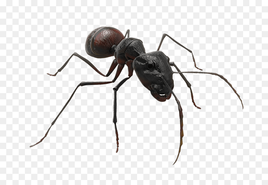 Carpenter Ant, HD Png Download - ant png