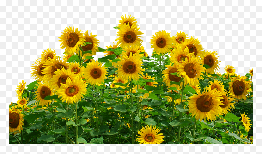 Free Photo Flower Sunflower Summer Yellow Flower Nature, HD Png Download - sunflowers png