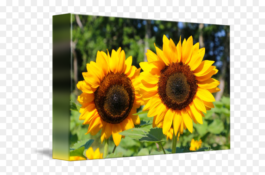 Thumb Image - Sunflower, HD Png Download - sunflowers png