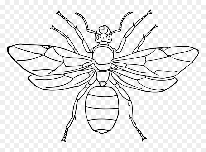 Brown Ant Svg Clip Arts - Symmetrical Insect Drawing, HD Png Download - ant png
