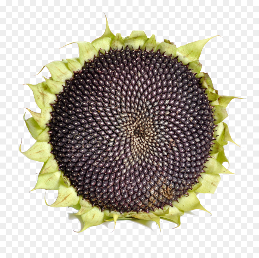 Sunflower With Black Seeds - Sunflower Seed, HD Png Download - sunflowers png