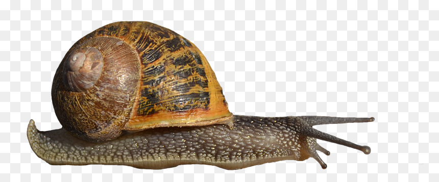 Portable Network Graphics Snails And Slugs Clip Art - Transparent Background Snails Png, Png Download - snail png