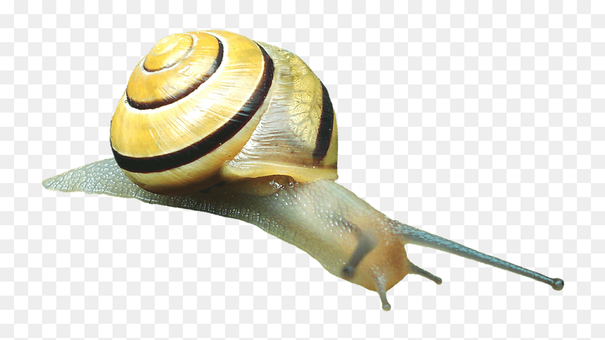 Snail Transparent Png Image Free - Molluscs Png, Png Download - snail png