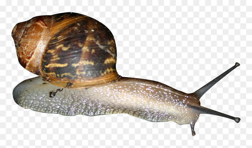 Snail Png - Transparent Clip Art Pics Snail, Png Download - snail png
