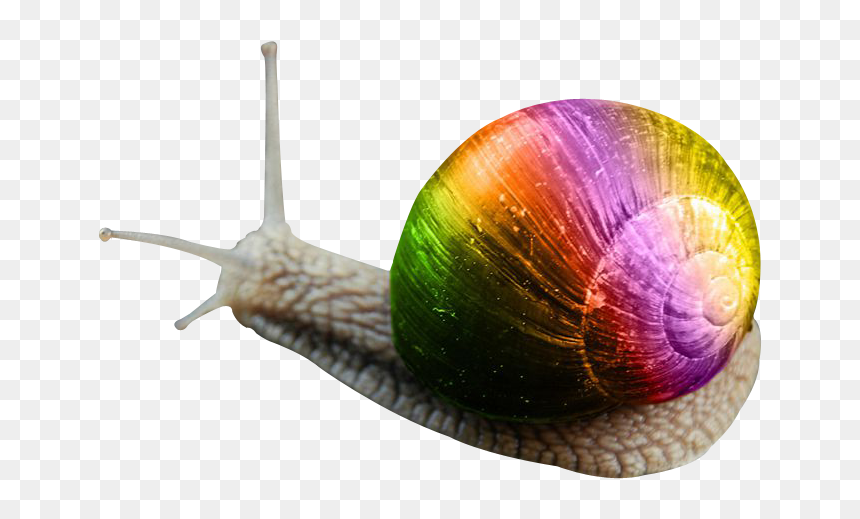 Snail Png Image Transparent Background - Portable Network Graphics, Png Download - snail png