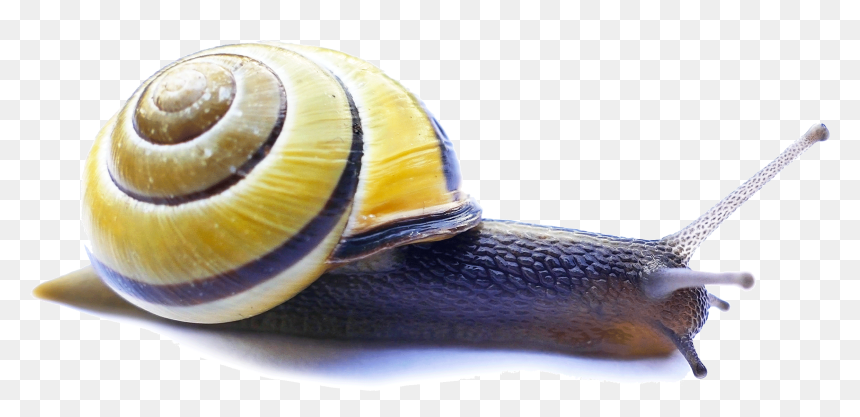 Snail Video Servers Carlo Tuzza Computer Servers - Download, HD Png Download - snail png