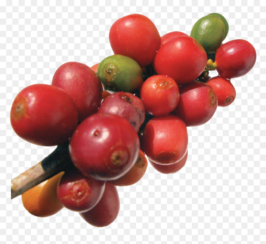 2109 X - Protein Structure In Coffee Bean, HD Png Download - beans png