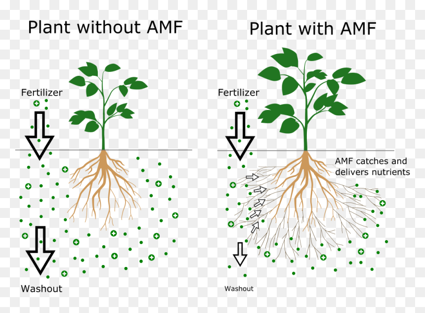This Symbiosis Is Nature´s Solution For Scarce Nutrients, HD Png Download - scarce png
