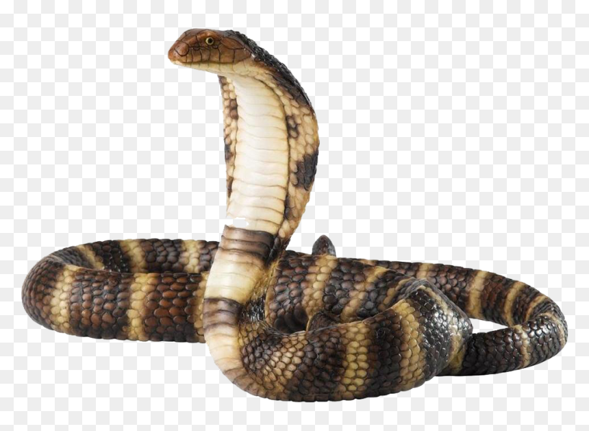 Share This Image - Cobra Png, Transparent Png - gucci snake png