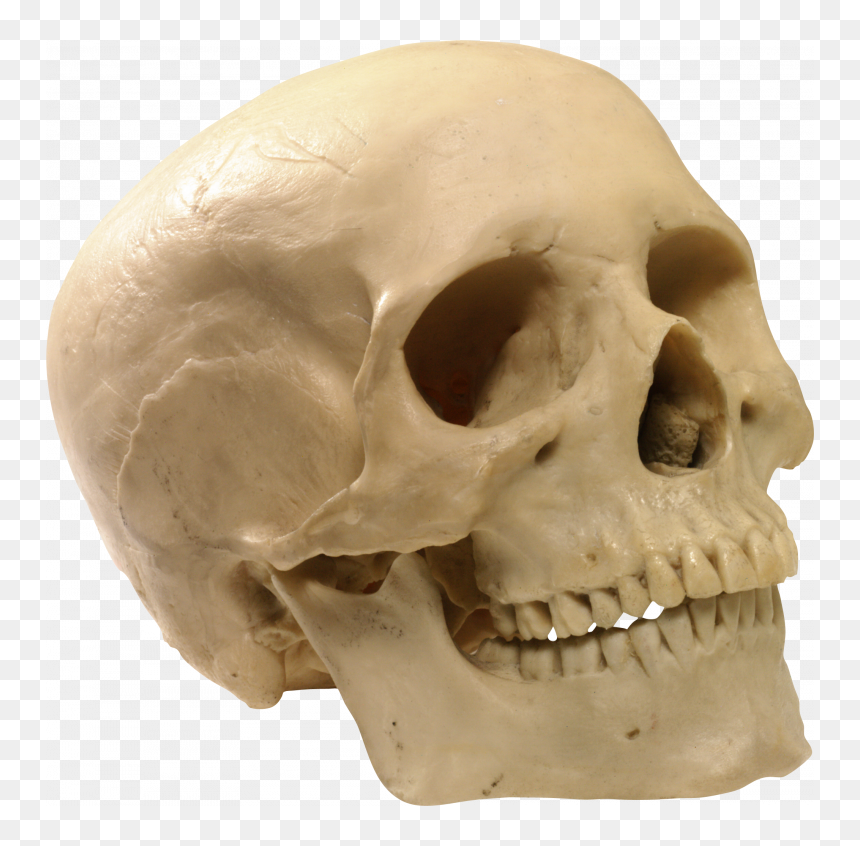 Free Download Of Skeleton - Human Skull Transparent Background, HD Png Download - skulls png