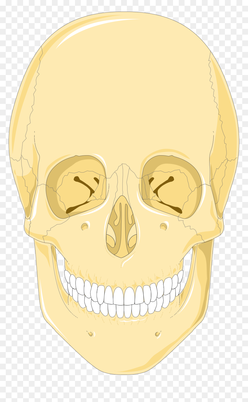 Skulls 1 Smart Servier - Skull, HD Png Download - skulls png