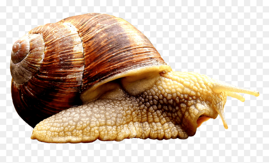 Mollusk Definition, HD Png Download - snail png
