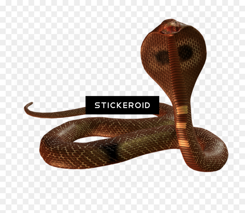 Indian Cobra , Png Download - Indian Cobra, Transparent Png - gucci snake png