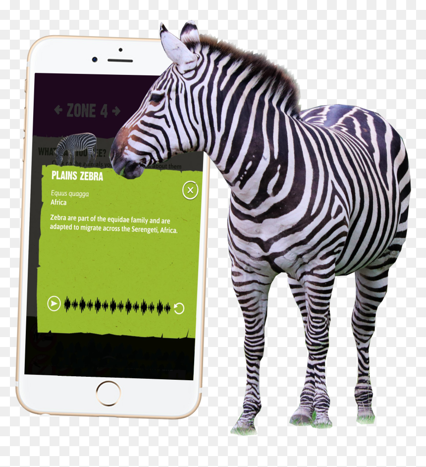 Transparent Safari Animals Png - Zebra, Png Download - zebra png