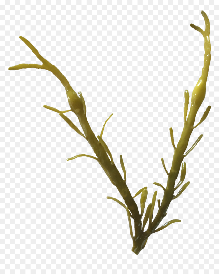 Ascophyllum Nodosum Png, Transparent Png - seaweed png