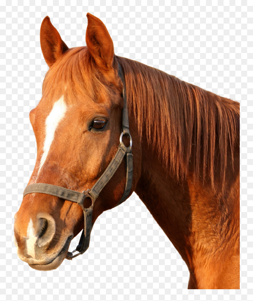 Horse Png Image - Horse Png Head, Transparent Png - unicorn head png