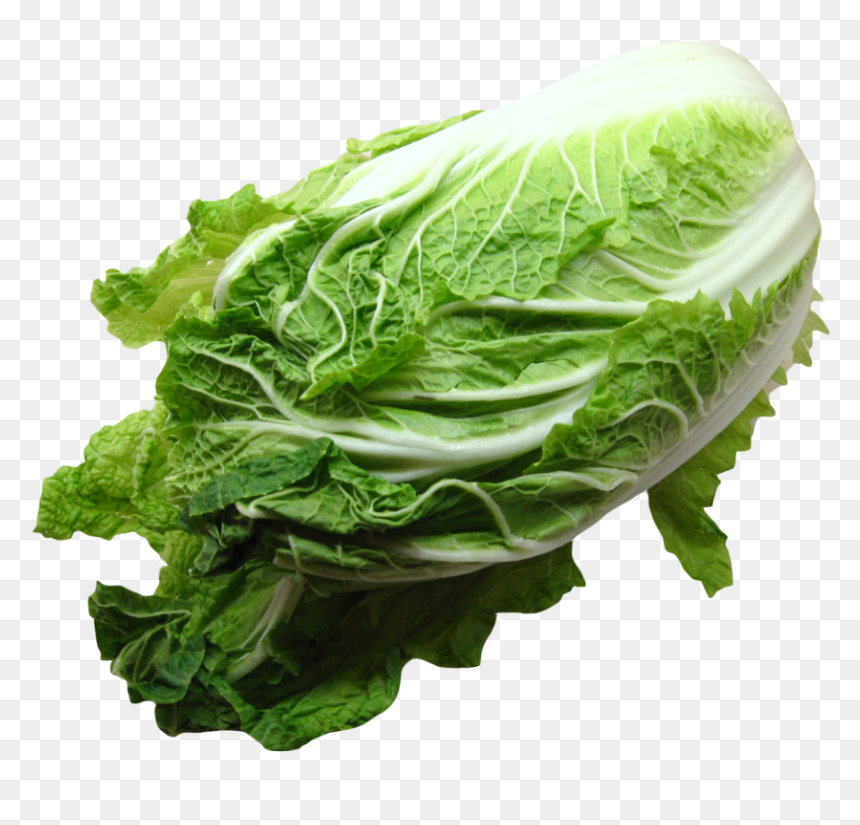 Napa Cabbage Png Image - Napa Cabbage Png, Transparent Png - cabbage png