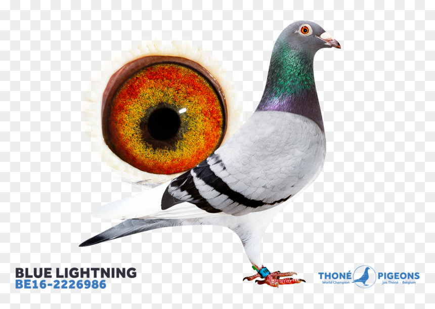 Columbidae, HD Png Download - blue lightning png